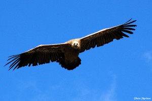 rapaces_001
