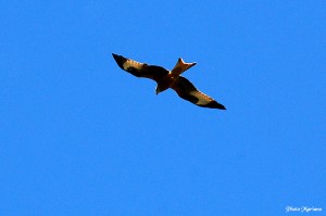 milan-royal_008