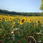 provence-fond-ecran-1024_007