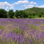 provence-fond-ecran-1024_021