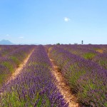 provence-fond-ecran-1024_022