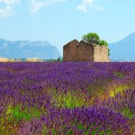 provence-fond-ecran-1024_023