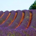 provence-fond-ecran-1024_024