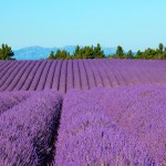 provence-fond-ecran-1024_025
