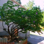 provence-greoux-les-bains_014