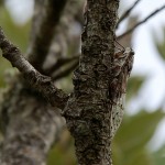 provence-greoux-les-bains_025