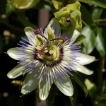 provence-sisteron_042