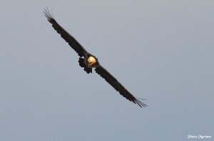 randonnee-pic-de-la-munia_046