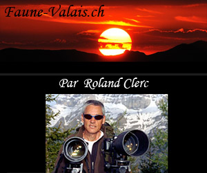 faune-valais.ch