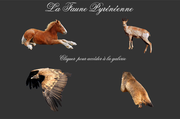 Galerie Photos Faune et Flore galerie-faune-pyreneenne