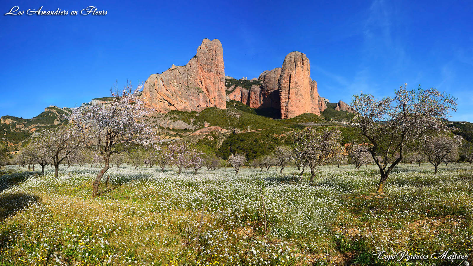 Les Amandiers en Fleurs (Ayerbe-Loarre-Riglos)