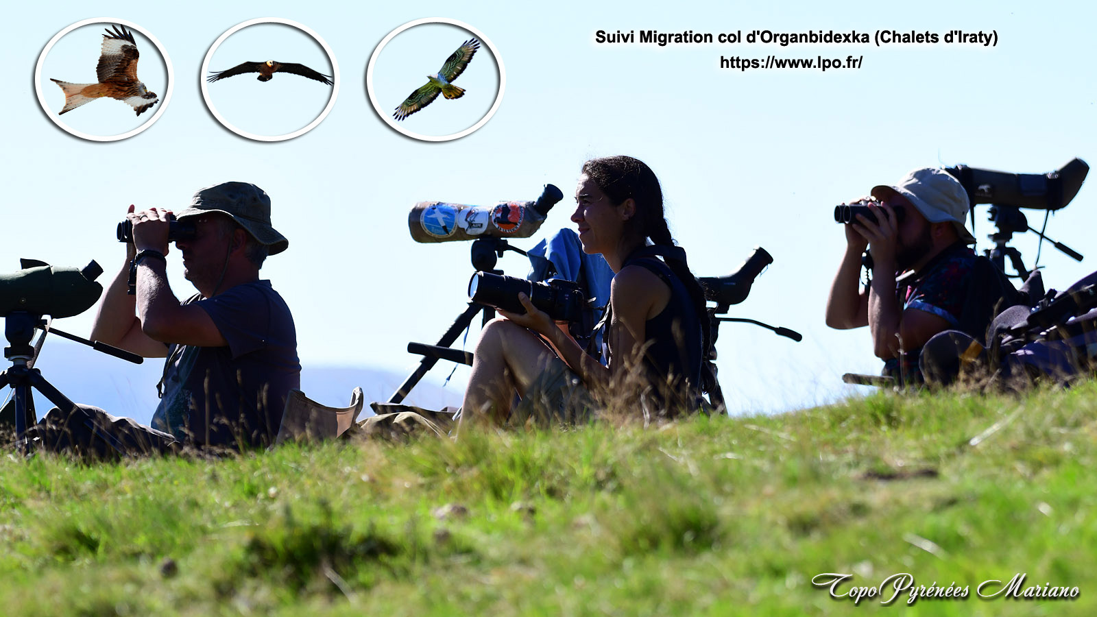 La migration des rapaces dans les Pyrénées