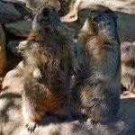 Galerie Photos animalières
