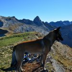 Randonner avec son chien dans les Pyrénées