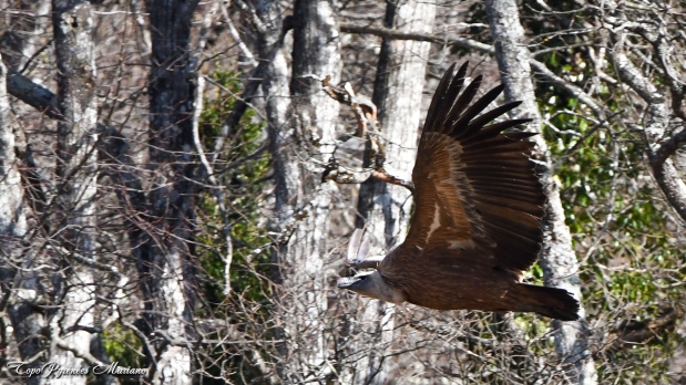 Cromlechs-Lous-Couraus_007