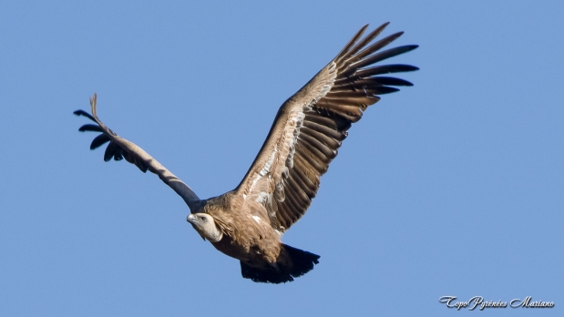 Cromlechs-Lous-Couraus_008