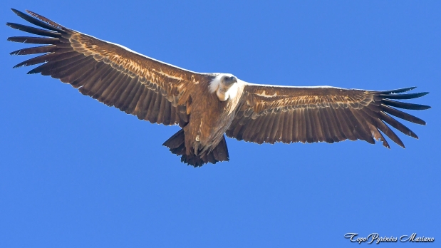 Cromlechs-Lous-Couraus_009