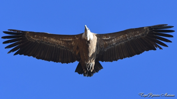 Cromlechs-Lous-Couraus_010