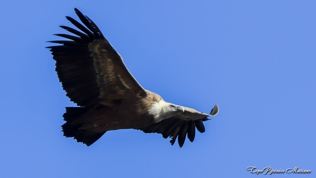 Cromlechs-Lous-Couraus_012