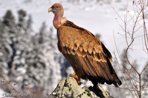 Raquettes-Cabane-Castillou-Soum-Counee_009