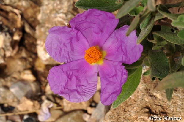 Randonnee-Pico-Boron_015