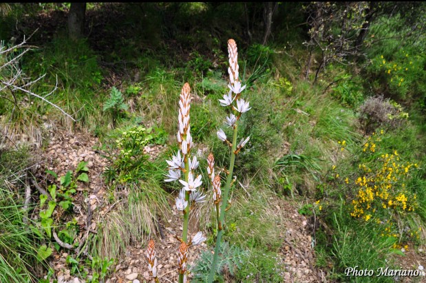 Randonnee-Pico-Boron_072
