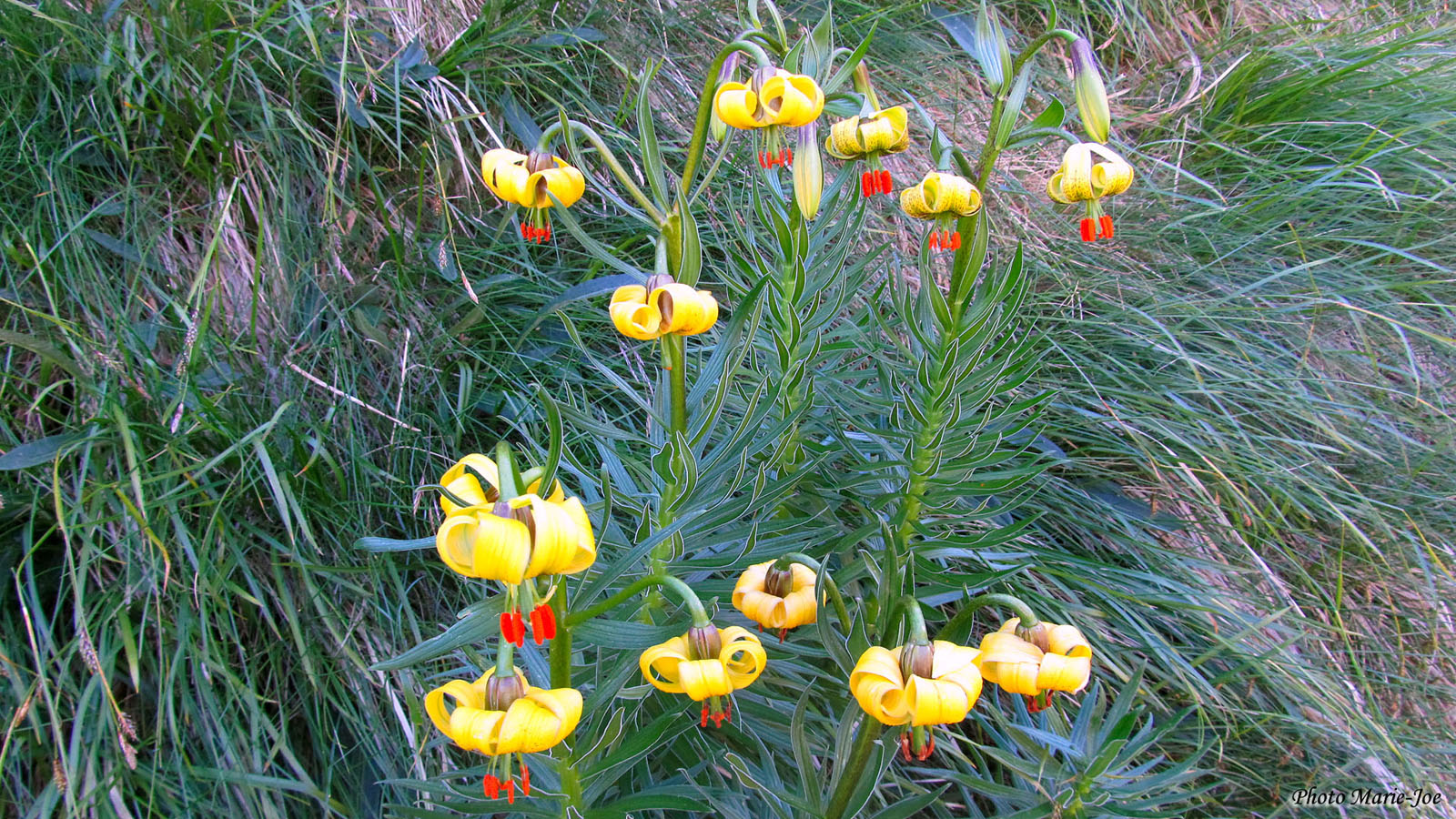 Fleurs des Pyrénées – Les Topos Pyrénées par Mariano