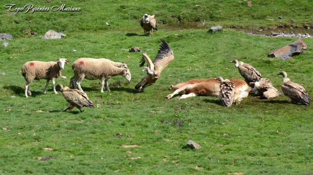 Especieres-Vautours-Vaches-Moutons_002