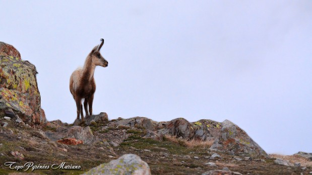 Randonnee-Refuge-Baysselance-2651m_100