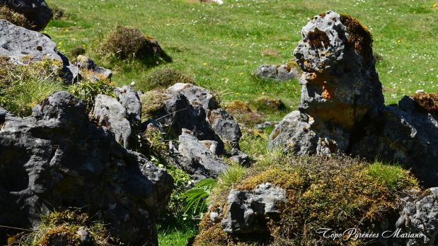 Randonnee-Mail-Arrouy-vallee-d-Aspe_062