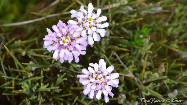 Randonnee-Pico-Mungay-Montsec-de-l-Estall_033