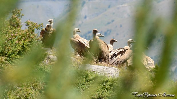 Série de photos sur les Vautours (37 photos)