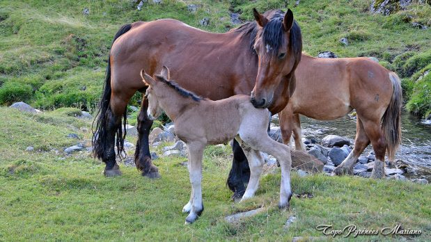 Randonnee-Pic-Hourquette-2384m_005