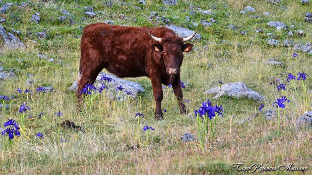 Randonnee-Pic-Hourquette-2384m_006