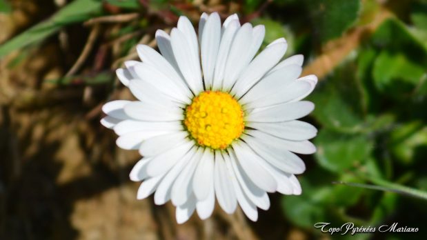 Randonnee-Soum-de-Berret_043