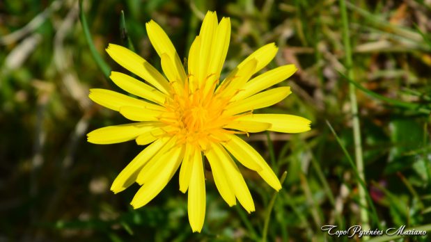 Randonnee-Soum-de-Berret_044