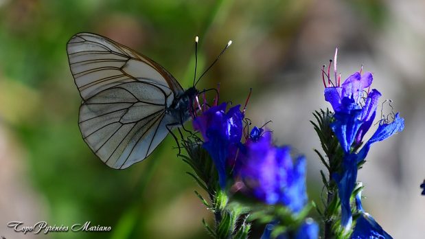 Les fleurs de la sortie