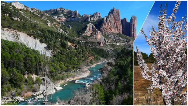 Les Amandiers en Fleurs (secteur des Riglos) Année 2019