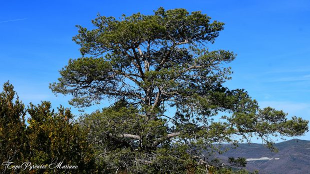 Randonnee-Pico-de-Gabardiella_015
