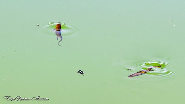 Randonnee-Lac-Puits-d-Arious_056