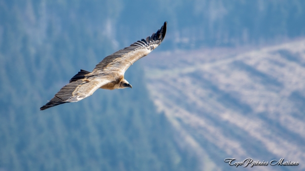 Randonnee-Pic-Estibete-Soum-de-Granquet_087