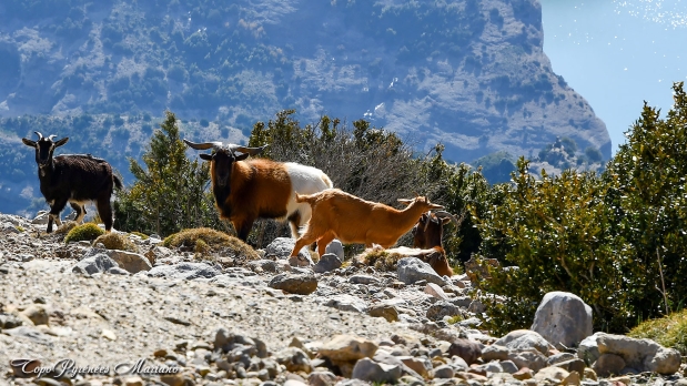 Pico-Boron-Aragon_039