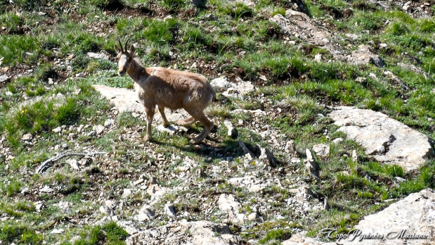 Cretes-de-Moustarde-en-boucle_039