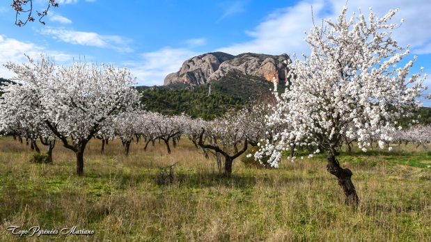 La magie des amandiers en fleurs en Aragon (Espagne)