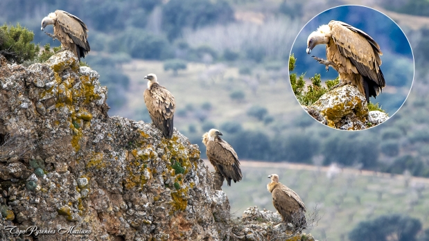 Les rapaces photographiés lors de la sortie à la Peña Rueba du 15.02.2024 (Aragon Espagne)
