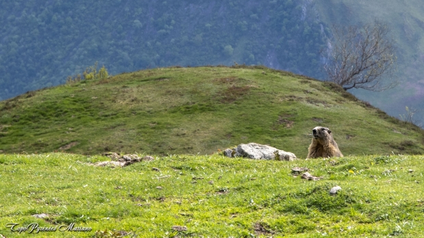 Pic-de-Gerbe-aller-retour_087