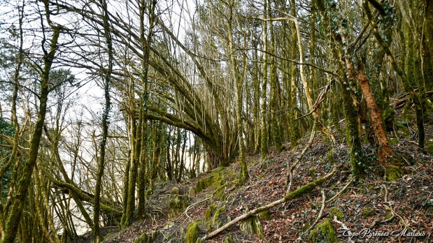 Falaise-aux-vautours_011